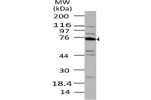Image no. 1 for anti-Tumor Necrosis Factor, alpha-Induced Protein 2 (TNFAIP2) (AA 300-520) antibody (ABIN5027579) (TNFAIP2 antibody  (AA 300-520))