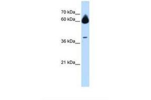 Image no. 1 for anti-Matrix Metallopeptidase 23B (MMP23B) (AA 97-146) antibody (ABIN6738271) (MMP23B antibody  (AA 97-146))