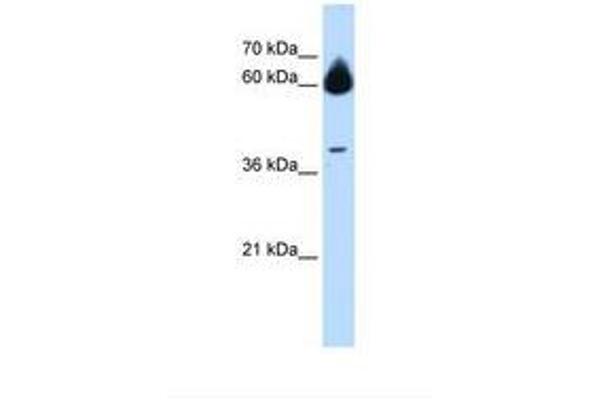 MMP23B antibody  (AA 97-146)