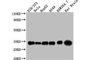 Western Blot Positive WB detected in: NIH/3T3 whole cell lysate, Hela whole cell lysate, HepG2 whole cell lysate, A549 whole cell lysate, RAW264. (14-3-3 zeta antibody  (AA 133-212))