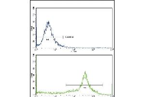 Flow cytometric analysis of widr cells using HLA-DRB1 Antibody (N-term)(bottom histogram) compared to a negative control cell (top histogram)FITC-conjugated goat-anti-rabbit secondary antibodies were used for the analysis.