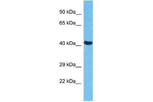 Host:  Rabbit  Target Name:  EED  Sample Type:  HepG2 Whole Cell lysates  Antibody Dilution:  1. (EED antibody  (N-Term))
