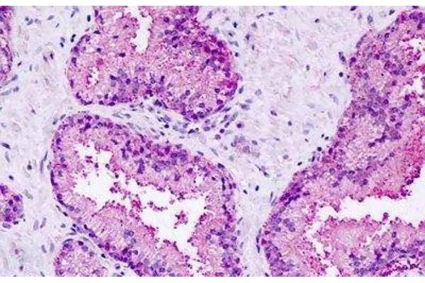GPR27 antibody  (C-Term)