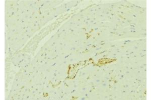 ABIN6276384 at 1/100 staining Mouse liver tissue by IHC-P. (TNFRSF6B antibody)