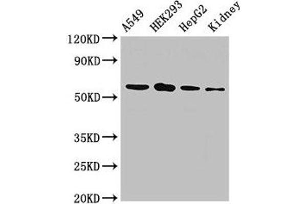 P4HA1 anticorps  (AA 256-525)