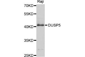Western blot analysis of extract of Raji cells, using DUSP5 antibody.