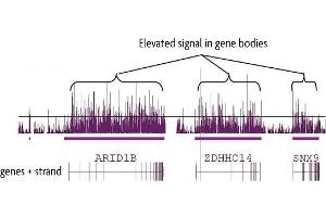 hMeDIP-chip performed on human brain DNA using 5-Hydroxymethylcytosine (5-hmC) antibody. (5-Hydroxymethylcytosine antibody)