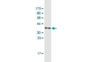 Western Blot detection against Immunogen (36. (NDST1 antibody  (AA 38-136))