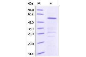Human HSP90AA1, GST Tag on SDS-PAGE under reducing (R) condition. (HSP90AA1 Protein (AA 535-732) (GST tag))