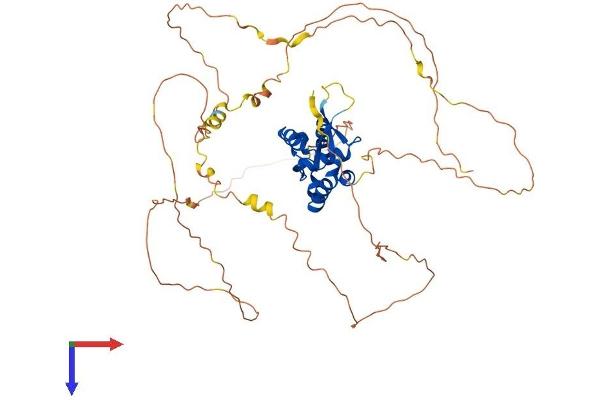 FOXN4 Protein (AA 1-521) (His tag)