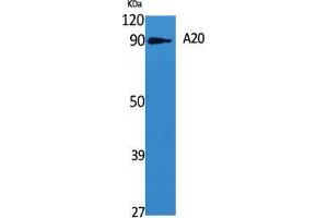 Western Blot (WB) analysis of specific cells using A20 Polyclonal Antibody. (IGKV1-27 antibody  (Internal Region))