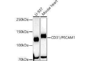 Western blot analysis of extracts of various cell lines, using CD31/PEC antibody (ABIN7269407) at 1:63400 dilution. (CD31 antibody)
