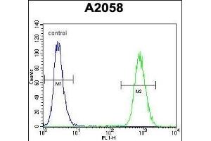FGF11 Antibody (N-term) (ABIN657129 and ABIN2846273) flow cytometric analysis of  cells (right histogram) compared to a negative control cell (left histogram). (FGF11 antibody  (N-Term))