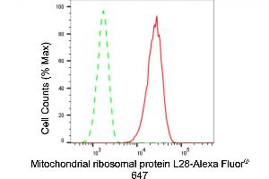 anti-Mitochondrial Ribosomal Protein L28 (MRPL28) antibody