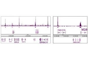 SAP30 antibody (pAb) tested by ChIP-Seq. (SAP30 antibody)