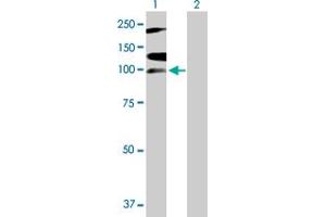 Western Blot analysis of RNF111 expression in transfected 293T cell line by RNF111 MaxPab polyclonal antibody. (RNF111 antibody  (AA 1-985))