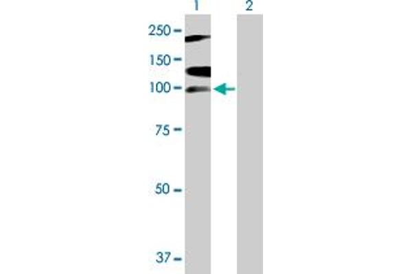 RNF111 antibody  (AA 1-985)
