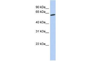WB Suggested Anti-GPR75 Antibody Titration:  0. (GPR75 antibody  (Middle Region))