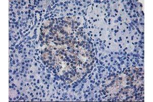 Immunohistochemical staining of paraffin-embedded Human pancreas tissue using anti-IFI35 mouse monoclonal antibody.