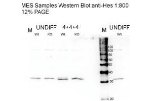 Western Blotting (WB) image for anti-Hes Family bHLH Transcription Factor 1 (HES1) (N-Term) antibody (ABIN2779597)