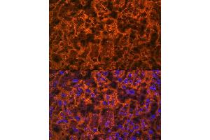 Immunofluorescence analysis of rat placenta using PLGF Rabbit mAb (ABIN7269384) at dilution of 1:100 (40x lens). (PLGF antibody)