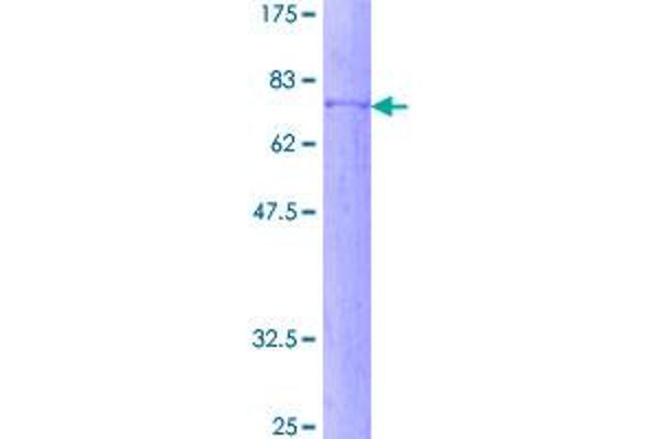 PIK3R3 Protein (AA 1-461) (GST tag)