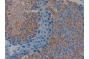 DAB staining on IHC-P; Samples: Mouse Testis Tissue (TOR1B antibody  (AA 83-327))