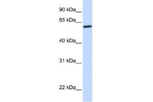CYP27A1 antibody used at 1 ug/ml to detect target protein. (CYP27A1 antibody  (Middle Region))