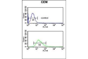 Flow cytometric analysis of CEM cells using DMC1 Antibody (N-term) (bottom histogram) compared to a negative control cell (top histogram). (DMC1 antibody  (N-Term))