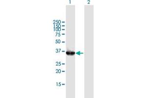 Western Blot analysis of OGG1 expression in transfected 293T cell line by OGG1 MaxPab polyclonal antibody. (OGG1 antibody  (AA 1-324))