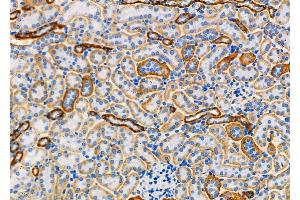ABIN6261245 and ABIN6273225 at 1/100 staining Mouse kidney tissue by IHC-P. (DCTN6 antibody  (Internal Region))