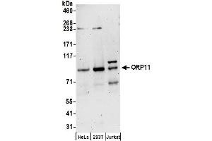 anti-Oxysterol Binding Protein-Like 11 (OSBPL11) (AA 697-747) antibody