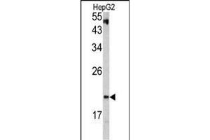 Western blot analysis of VHL antibody (C-term) (ABIN390463 and ABIN2840833) in HepG2 cell line lysates (35 μg/lane). (VHL antibody  (C-Term))
