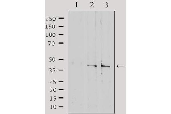 SLC15A1 antibody  (Internal Region)