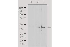 Western blot analysis of extracts from various samples, using SLC15A1 Antibody.