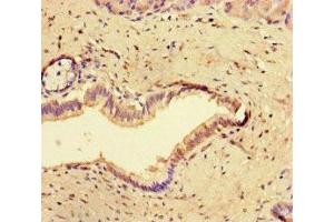 Immunohistochemistry of paraffin-embedded human pancreatic tissue using ABIN7148947 at dilution of 1:100 (Cyclin O antibody  (AA 1-257))