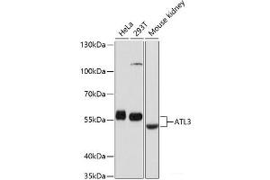 Western blot analysis of extracts of various cell lines using ATL3 Polyclonal Antibody at dilution of 1:1000. (ATL3 antibody)