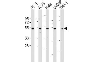 All lanes : Anti-NFKBIE Antibody (N-term) at 1:2000 dilution Lane 1: PC-3 whole cell lysates Lane 2:  whole cell lysates Lane 3: Hela whole cell lysates Lane 4: LNCaP whole cell lysates Lane 5: THP-1 whole cell lysates Lysates/proteins at 20 μg per lane. (NFKBIE antibody  (N-Term))