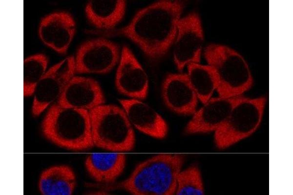 RPL27 antibody