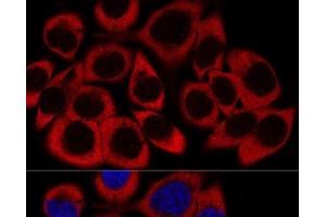 Confocal immunofluorescence analysis of HeLa cells using RPL27 Polyclonal Antibody at dilution of 1:200. (RPL27 antibody)