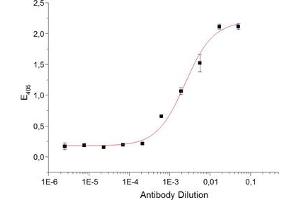 ELISA detection using anti-Activin Receptor IIB, pAb (IG-510) . (ACVR2B antibody  (Extracellular Domain))