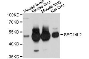 Western blot analysis of extracts of various cells, using SEC14L2 antibody. (SEC14L2 antibody)