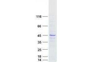 Western Blotting (WB) image for RNA-binding protein Raly (RALY) (Transcript Variant 2) protein (Myc-DYKDDDDK Tag) (ABIN2730445)