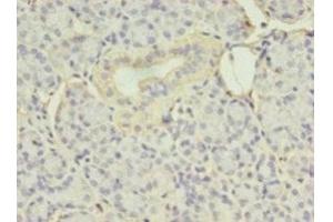 Immunohistochemistry of paraffin-embedded human pancreatic tissue using ABIN7152205 at dilution of 1:100