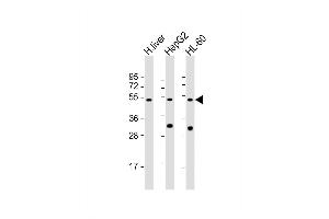 Western Blot at 1:2000 dilution Lane 1: human liver lysate Lane 2: HepG2 whole cell lysate Lane 3: HL-60 whole cell lysate Lysates/proteins at 20 ug per lane. (BAAT antibody  (AA 107-148))