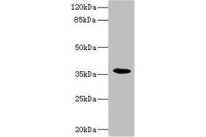 Western blot All lanes: BST1 antibody IgG at 1.