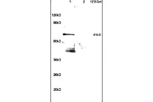 SDS-PAGE (SDS) image for anti-Apolipoprotein A-IV (APOA4) (AA 21-120) antibody (ABIN749153)