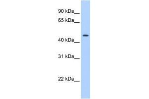 WB Suggested Anti-SERPINE1 Antibody Titration:  0. (PAI1 antibody  (C-Term))
