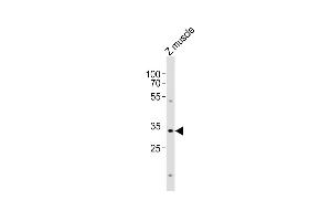 Anti-bhlha9 Antibody (N-term) at 1:1000 dilution + zebrafish muscle lysates Lysates/proteins at 20 μg per lane. (BHLHA9 antibody  (N-Term))