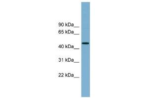 WB Suggested Anti-RNF44  Antibody Titration: 0. (RNF44 antibody  (N-Term))